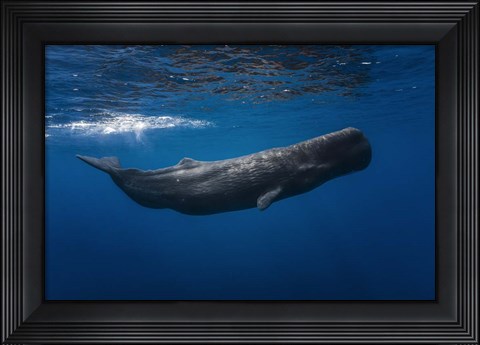 Framed Sperm Whale Print
