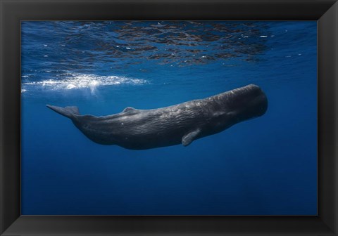 Framed Sperm Whale Print