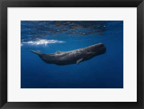 Framed Sperm Whale Print