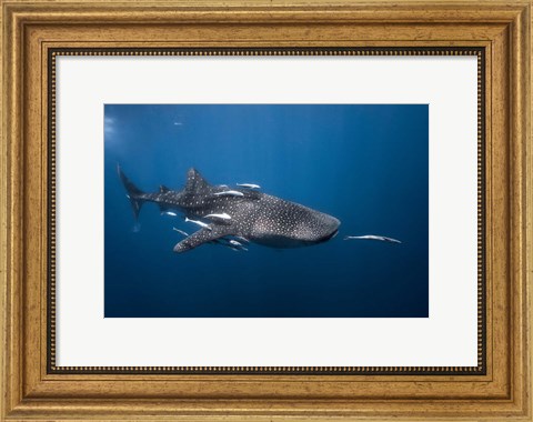 Framed WhaleSshark Print