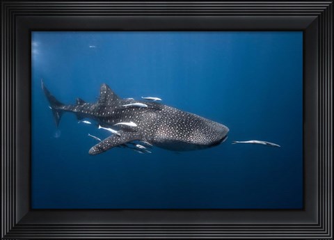 Framed WhaleSshark Print