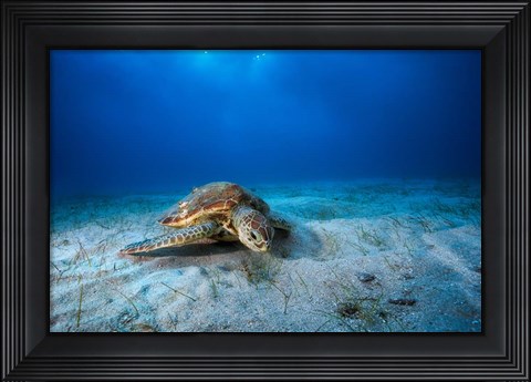 Framed Green Turtle in the Blue Print