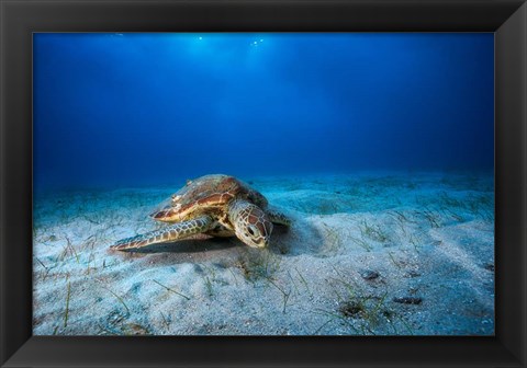 Framed Green Turtle in the Blue Print