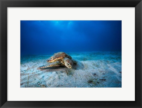 Framed Green Turtle in the Blue Print