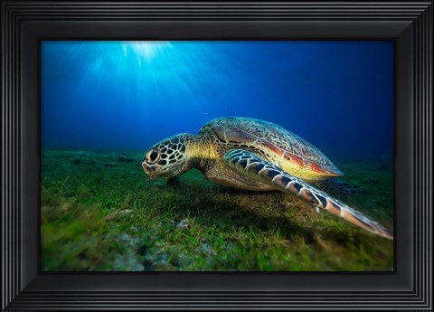 Framed Green Turtle Print