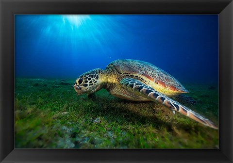 Framed Green Turtle Print