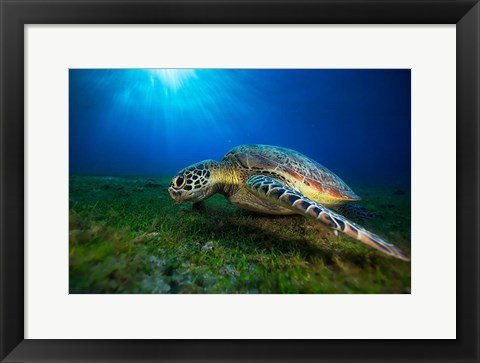 Framed Green Turtle Print
