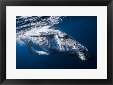 Framed Whale Print