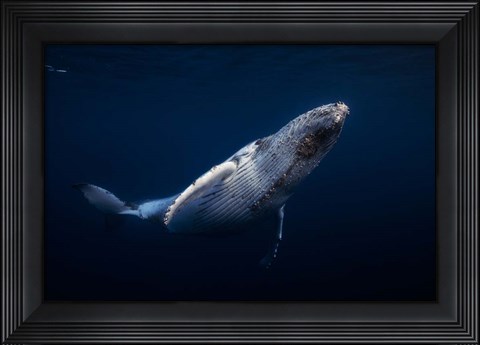 Framed Humpback Whale Print