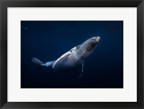 Framed Humpback Whale Print