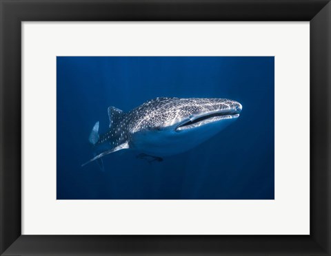 Framed Whale Shark Print