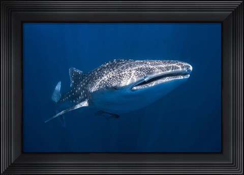 Framed Whale Shark Print