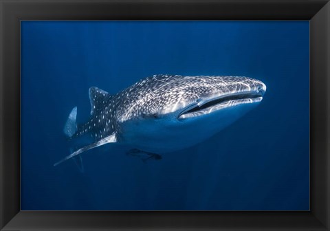 Framed Whale Shark Print