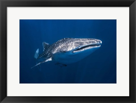 Framed Whale Shark Print