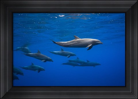 Framed Dolphins Print