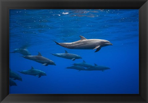 Framed Dolphins Print