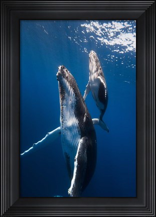 Framed Back to the Surface Print
