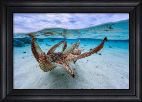 Framed Octopus Print