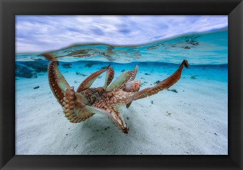 Framed Octopus Print