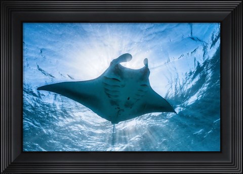 Framed Manta Ray Print