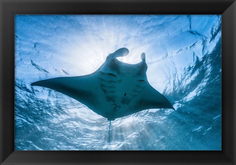 Framed Manta Ray Print