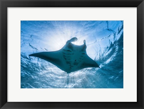 Framed Manta Ray Print