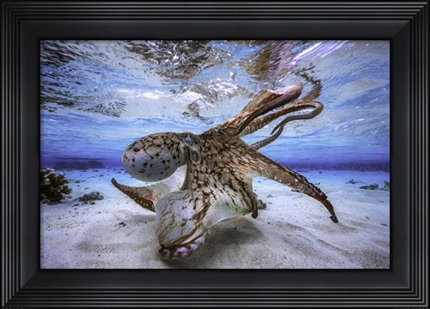 Framed Dancing Octopus Print