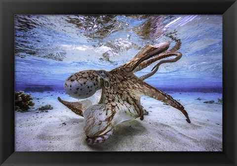 Framed Dancing Octopus Print