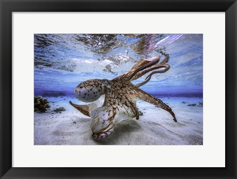 Framed Dancing Octopus Print