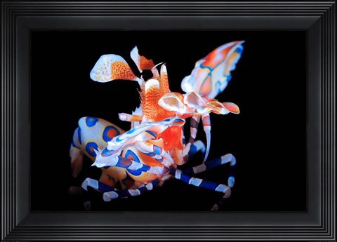Framed Harlequin Shrimp Print