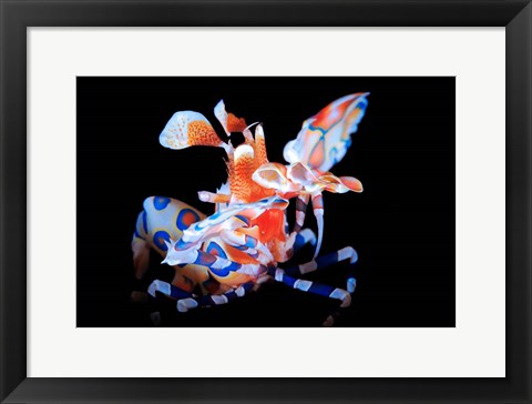 Framed Harlequin Shrimp Print