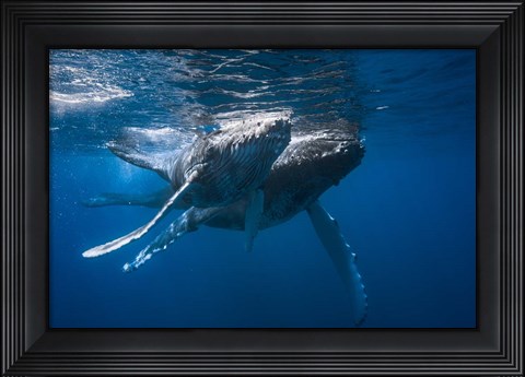 Framed Humpback Whale Print