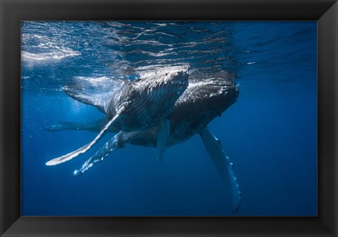 Framed Humpback Whale Print