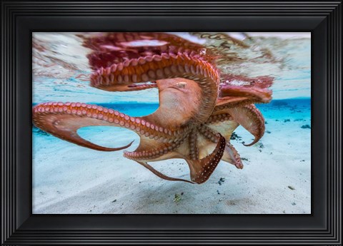 Framed Cctopus Underside Print