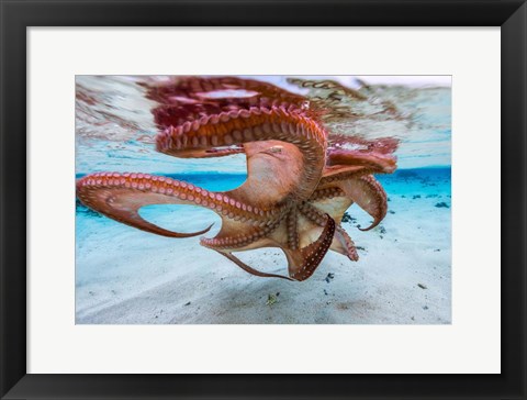 Framed Cctopus Underside Print