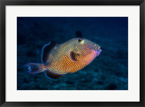 Framed Blue Triggerfish Print