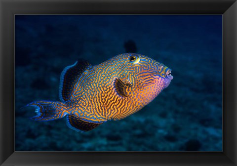 Framed Blue Triggerfish Print