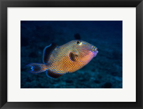 Framed Blue Triggerfish Print