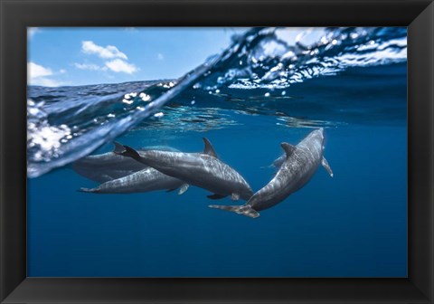 Framed Dolphins Print