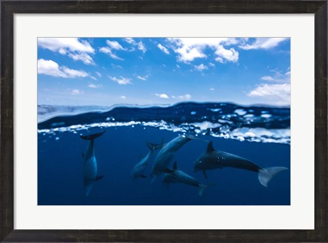 Framed Between Air and Water with the Dolphins Print