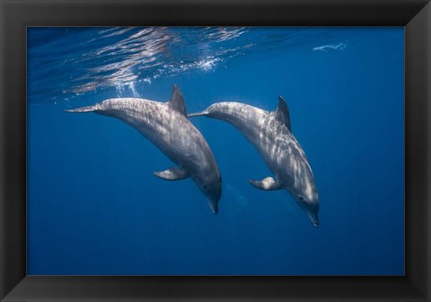 Framed Two Bottlenose Dolphins Print