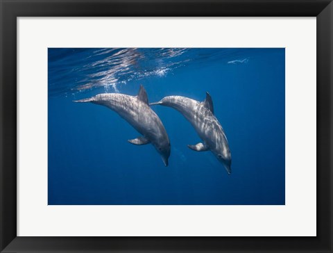 Framed Two Bottlenose Dolphins Print