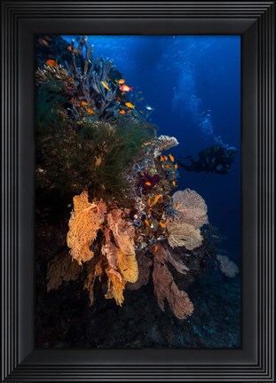 Framed Diving Print