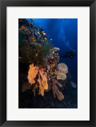 Framed Diving Print