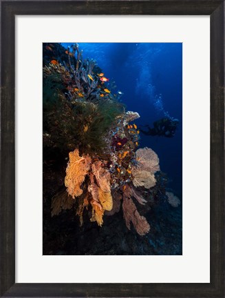 Framed Diving Print