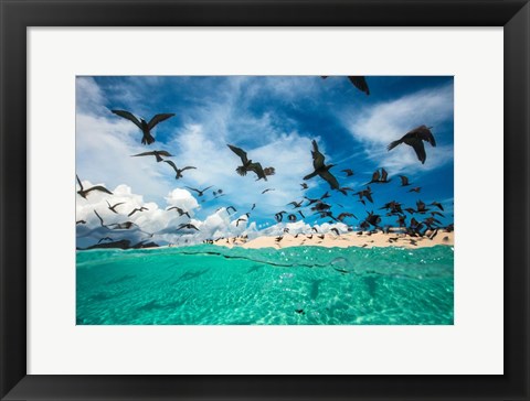 Framed Ocean Bird Print