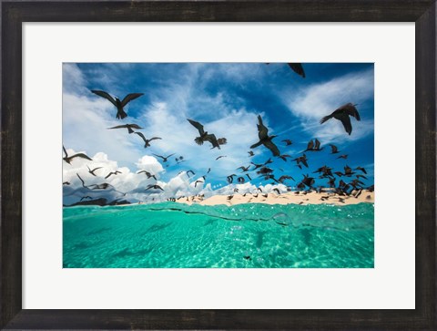 Framed Ocean Bird Print