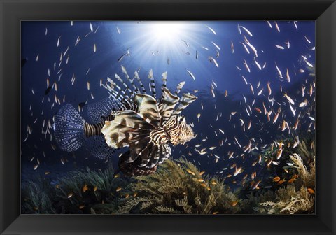 Framed Lionfish Print