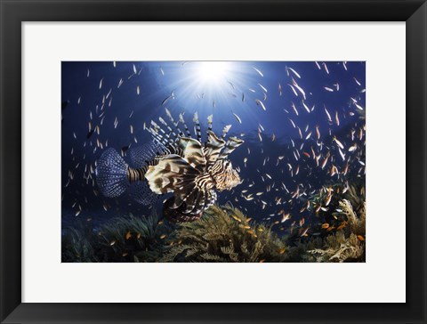 Framed Lionfish Print