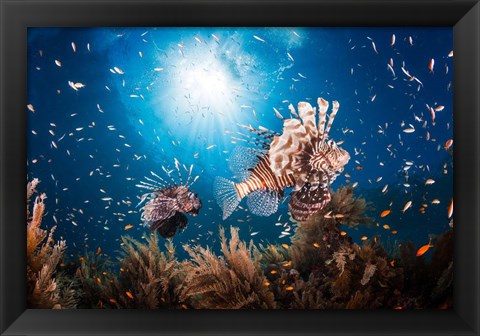 Framed Lionfish Print